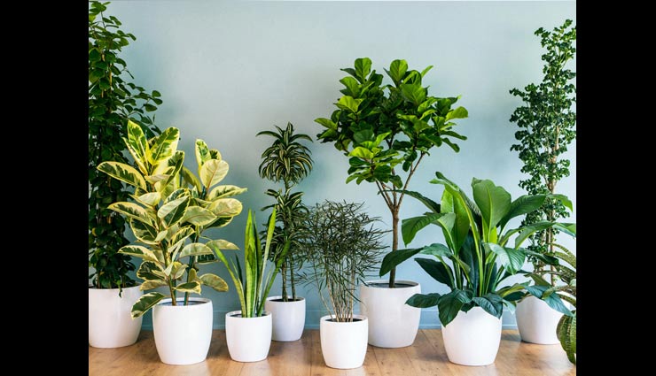 અમેઝિંગ હવા માટે તમારા ઘરની અંદર ઉગાડો આ 5 છોડ 