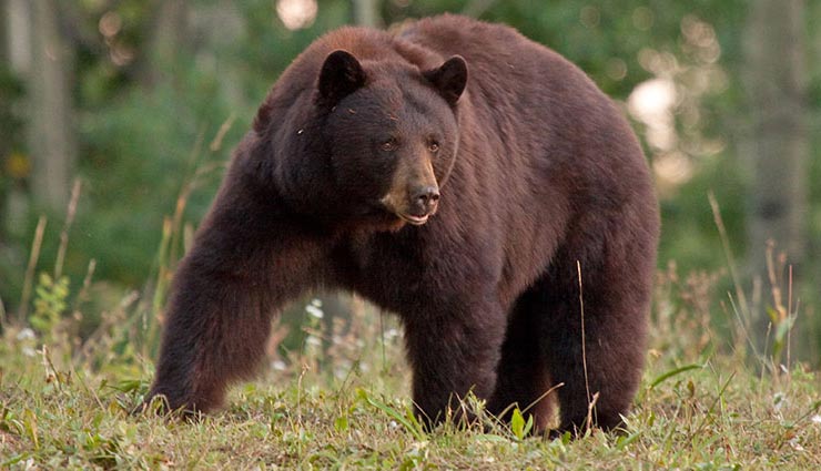5 Places In India To Spot Rare Black And Brown Bear Lifeberrys