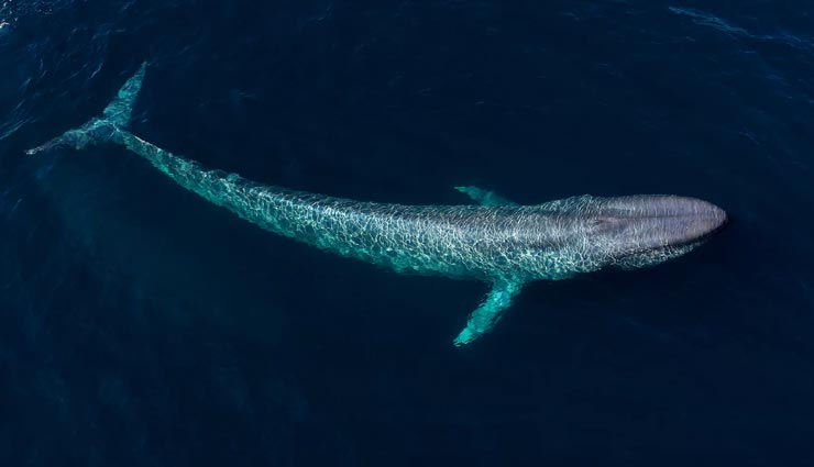 interesting facts,the blue whale,facts about the blue whale ,रोचक तथ्य, ब्लू व्हेल, ब्लू व्हेल के रोचक फैक्ट्स 