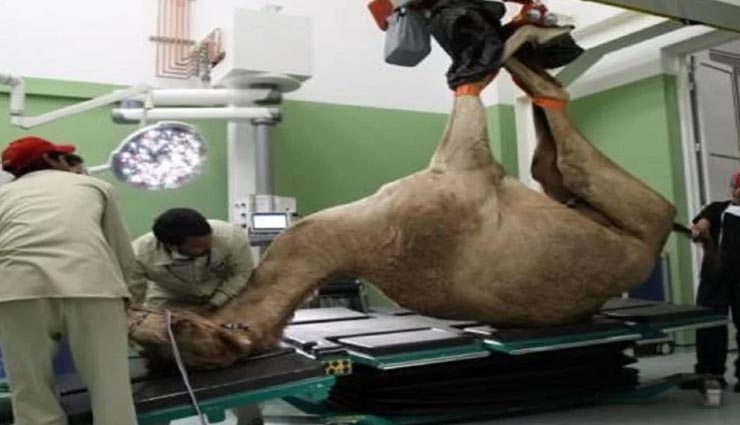 weird news,weird hospital,dubai camel hospital,hospital treating camels ,अनोखी खबर, अनोखा अस्पताल, दुबई कैमल हॉस्पिटल, ऊंटों का अस्पताल