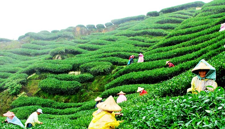 darjeeling,surrounded by tea gardens darjeeling is now becoming the target of maoists,maoists,hill stations of india