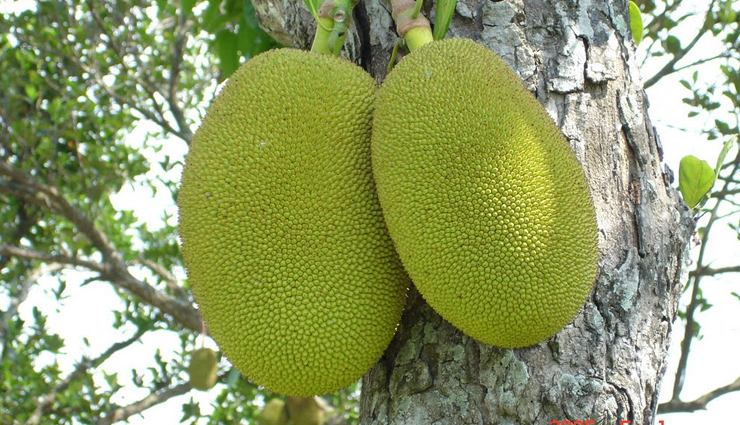 Health tips,5 health benefits of eating jackfruit,benefits of eating jackfruit,jackfruit for healthy life