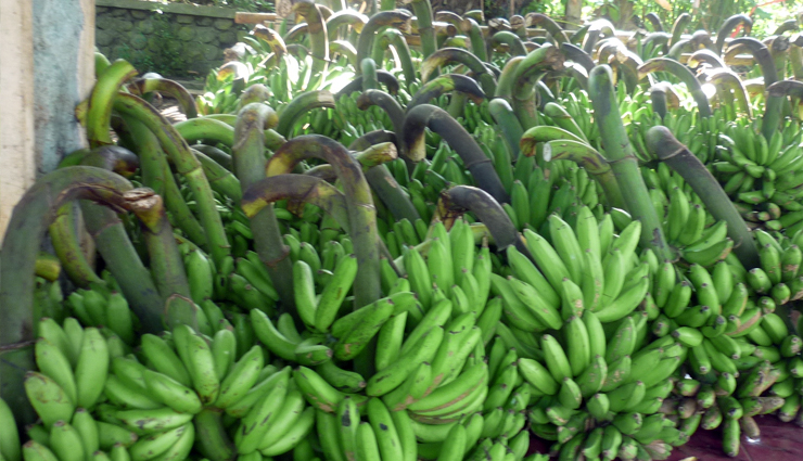 healthy benefits of raw banana
