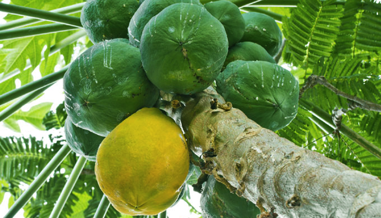 healthy benefits of raw papaya,health benefits in hindi,raw papaya