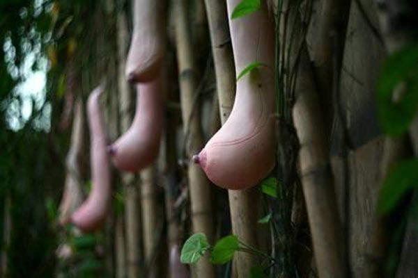 weird plants,weird stories,tropical pitcher plant,italian plant,monkey plant,loofah