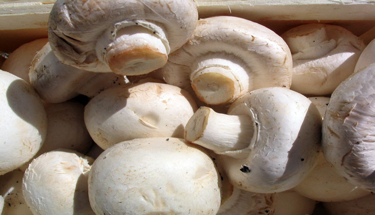 benefits of eating mushroom,Health tips,Health,mushroom ,मशरूम,मशरूम खाने के फायदे,हेल्थ,हेल्थ टिप्स