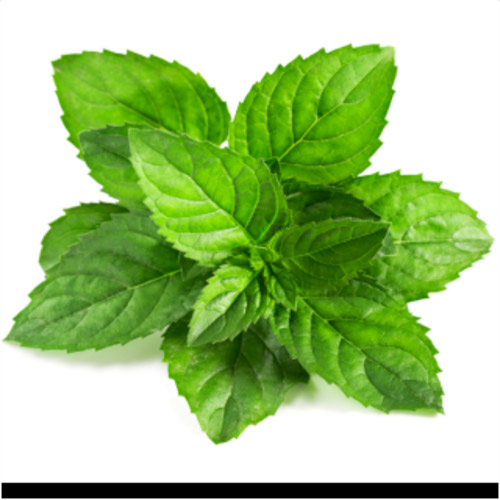 mint leaves,beauty benefits of mint leaves,benefits of mint leaves,beauty tips in gujarati,min leaves beenfits