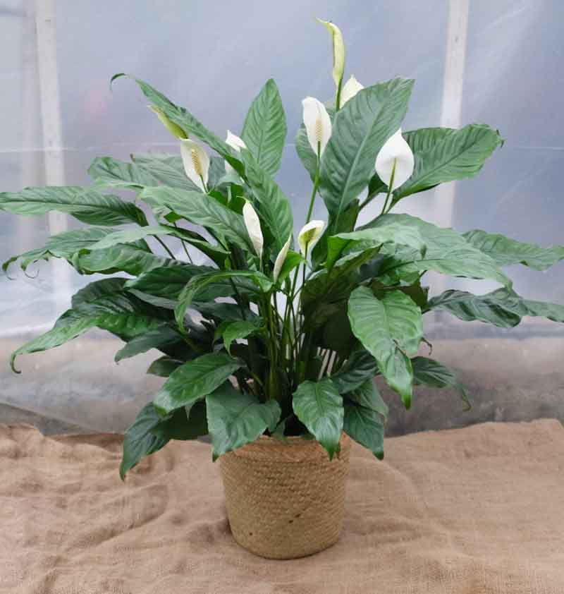 astrology tips,5 feng shui plants to bring good luck in your life,astrology tips to bring good luck