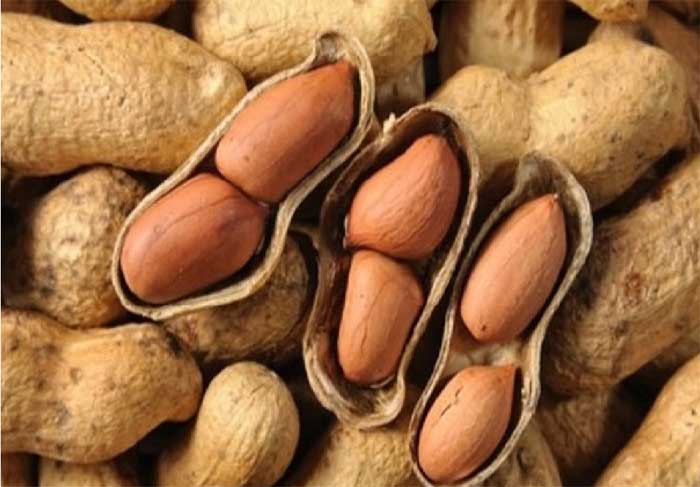 peanut,peanut benefits,peanut health benefits,Health,health benefits,Health tips,simple health tips ,मूंगफली,मूंगफली के फायदे,मूंगफली का सेवन,हेल्थ