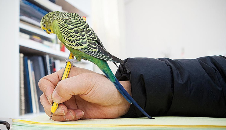 astrology tips,pet birds at home can bring prosperity just know the right way to keep them,7 feng shui tips to keep pet birds