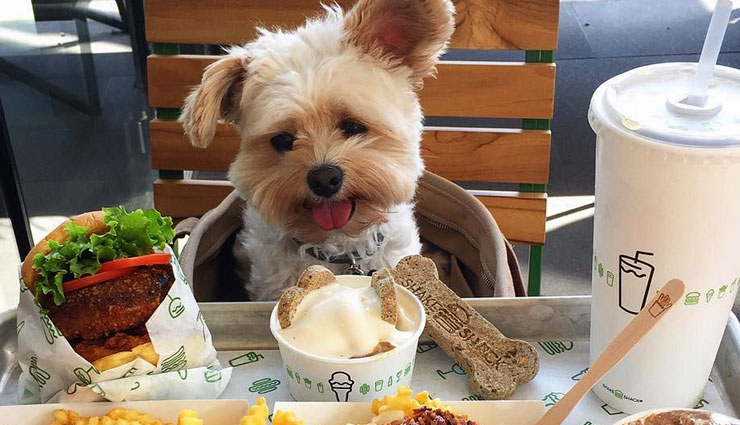 places to visit with parents,places near mumbai,india ,वुडसाइड इन, मट हट, द डॉग पार्क, बारिस्टा लावासा