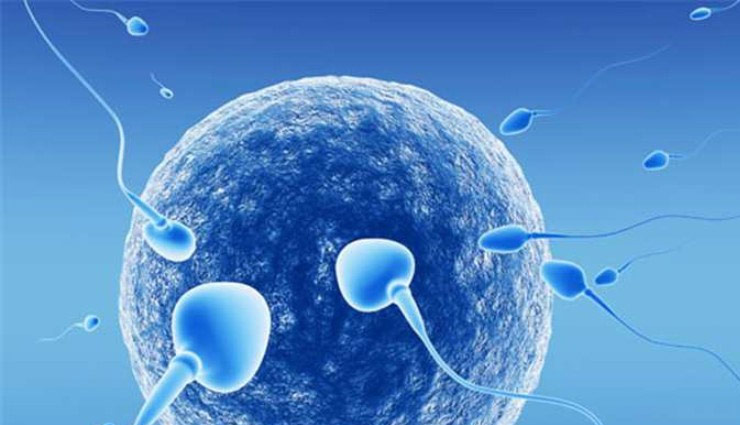 sperm donation,sperm donate after death,infertility,surrogacy,pregnancy,health and fitness,sperm donate facts,research on sperm,Health , स्पर्म 