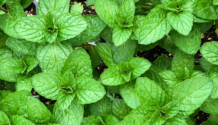 बुखार-दस्त सहित इन बीमारियों में कारगर है पुदीना का सेवन