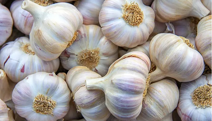 लहसुन खाने से नहीं होता खून का जमाव, इन बीमारियों से भी दिलाता है आराम, आजमाएं...  
