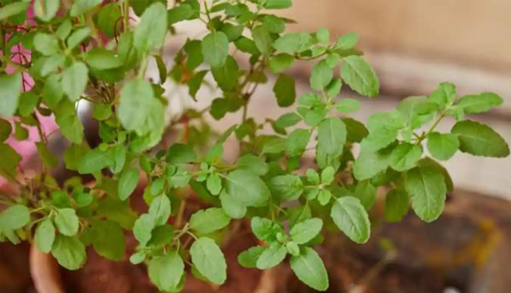 शुगर की समस्या...इन 10 अचूक घरेलू नुस्खों से डायबिटीज को कहें टाटा, बाय-बाय
home tips,diabetes,sugar problem,symptoms of diabetes,neem,bitter gourd,alsi,glucometer,health news in hindi