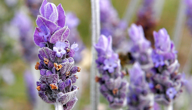 home remedies for mosquitoes,get rid of mosquitoes naturally,diy mosquito control,natural mosquito repellents for the home,mosquito infestation remedies,mosquito-free house tips,homemade mosquito solutions,effective mosquito remedies for the home,natural ways to eliminate mosquitoes at home,diy mosquito repellent techniques,mosquito control for a comfortable home,natural mosquito treatments for the house