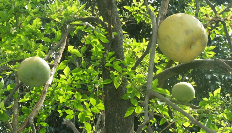 bael,bael patra,bael juice,bael sharbat,digestion,summer,bael fruit medicinal value,health news in hindi