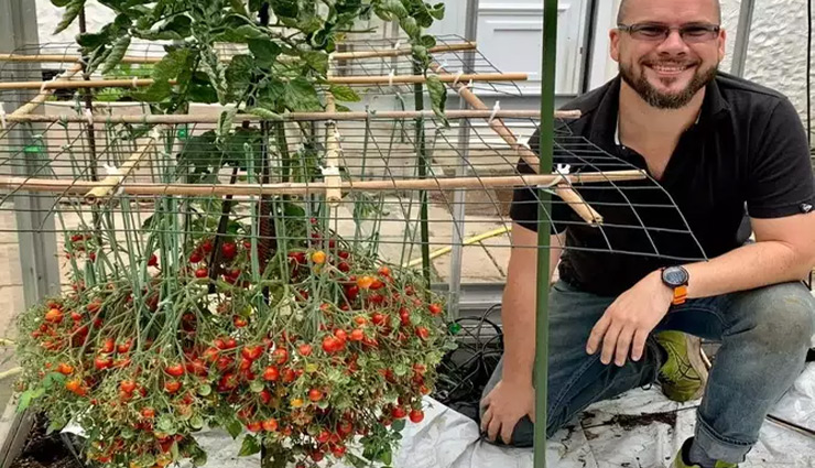 शख्स ने एक 'पौधे' पर उगाए 1269 टमाटर, लोग बोले- ये क्या जादू है...