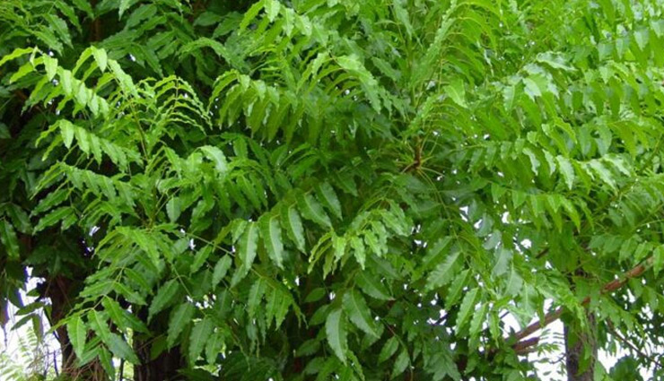 शुगर की समस्या...इन 10 अचूक घरेलू नुस्खों से डायबिटीज को कहें टाटा, बाय-बाय
home tips,diabetes,sugar problem,symptoms of diabetes,neem,bitter gourd,alsi,glucometer,health news in hindi