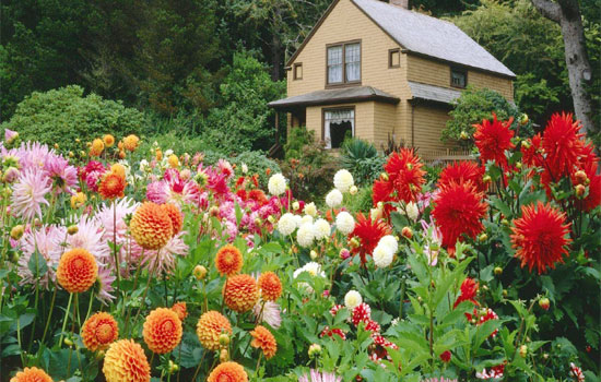 Health,healthy living,healthy garden,fresh fruits,fresh vegetables,healthy heart,stronger body