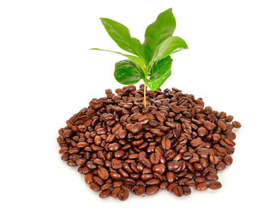 Creative Ways to Use Coffee Grounds in the Garden