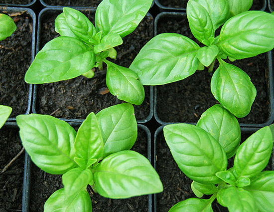 household,kitchen garden tips,growing herb in kitchen garden