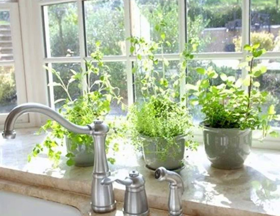 household,kitchen garden tips,growing herb in kitchen garden