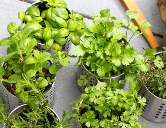 household,kitchen garden tips,growing herb in kitchen garden