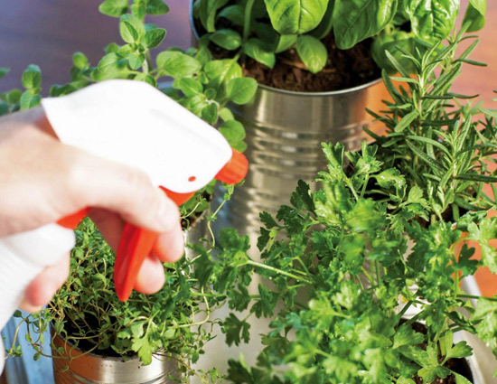 household,kitchen garden tips,growing herb in kitchen garden