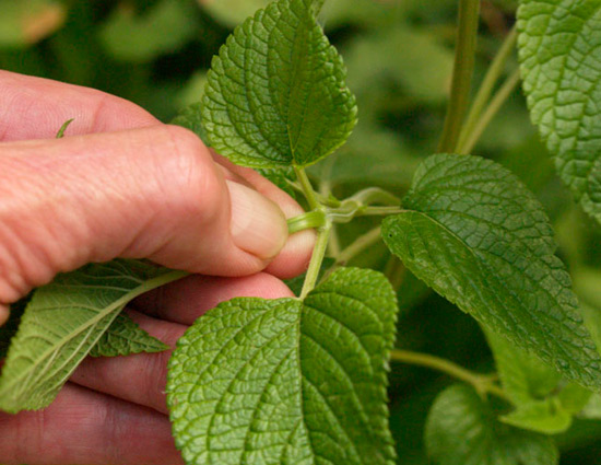 household,kitchen garden tips,growing herb in kitchen garden