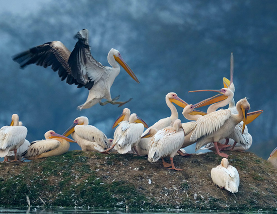 holidays,bird sanctuaries of india,bharatpur bird sanctuary rajasthan,sultanpur bird sanctuary haryana,salim ali bird sanctuary goa,kumarakom bird sanctuary kerala.ranganathittu bird sanctuary karnataka,vedanthangal bird sanctuary tamil nadu,kaundinya bird sanctuary andhra pradesh,chilka lake bird sanctuary orissa,mayani bird sanctuary maharashtra,nal sarovar bird sanctuary gujarat,india tourism