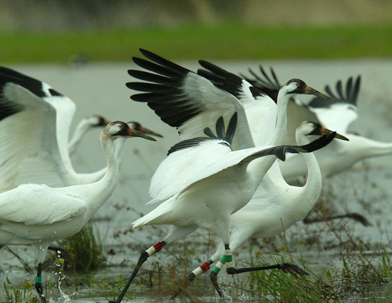 holidays,bird sanctuaries of india,bharatpur bird sanctuary rajasthan,sultanpur bird sanctuary haryana,salim ali bird sanctuary goa,kumarakom bird sanctuary kerala.ranganathittu bird sanctuary karnataka,vedanthangal bird sanctuary tamil nadu,kaundinya bird sanctuary andhra pradesh,chilka lake bird sanctuary orissa,mayani bird sanctuary maharashtra,nal sarovar bird sanctuary gujarat,india tourism