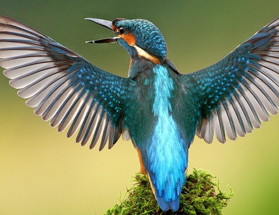 holidays,bird sanctuaries of india,bharatpur bird sanctuary rajasthan,sultanpur bird sanctuary haryana,salim ali bird sanctuary goa,kumarakom bird sanctuary kerala.ranganathittu bird sanctuary karnataka,vedanthangal bird sanctuary tamil nadu,kaundinya bird sanctuary andhra pradesh,chilka lake bird sanctuary orissa,mayani bird sanctuary maharashtra,nal sarovar bird sanctuary gujarat,india tourism