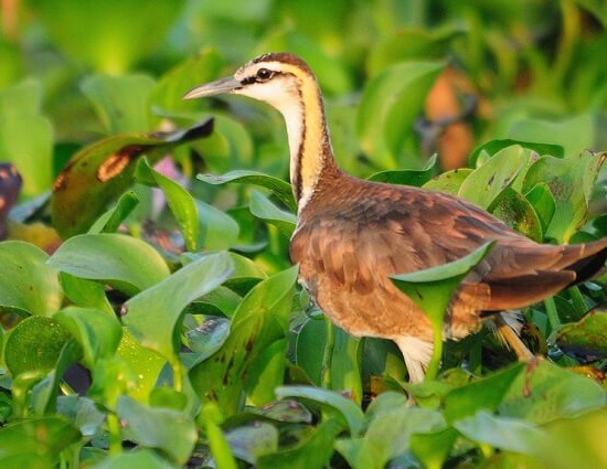 holidays,bird sanctuaries of india,bharatpur bird sanctuary rajasthan,sultanpur bird sanctuary haryana,salim ali bird sanctuary goa,kumarakom bird sanctuary kerala.ranganathittu bird sanctuary karnataka,vedanthangal bird sanctuary tamil nadu,kaundinya bird sanctuary andhra pradesh,chilka lake bird sanctuary orissa,mayani bird sanctuary maharashtra,nal sarovar bird sanctuary gujarat,india tourism