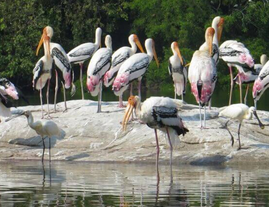 holidays,bird sanctuaries of india,bharatpur bird sanctuary rajasthan,sultanpur bird sanctuary haryana,salim ali bird sanctuary goa,kumarakom bird sanctuary kerala.ranganathittu bird sanctuary karnataka,vedanthangal bird sanctuary tamil nadu,kaundinya bird sanctuary andhra pradesh,chilka lake bird sanctuary orissa,mayani bird sanctuary maharashtra,nal sarovar bird sanctuary gujarat,india tourism