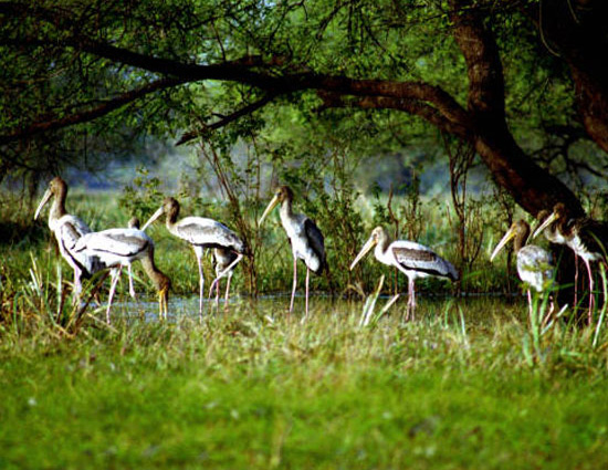 holidays,bird sanctuaries of india,bharatpur bird sanctuary rajasthan,sultanpur bird sanctuary haryana,salim ali bird sanctuary goa,kumarakom bird sanctuary kerala.ranganathittu bird sanctuary karnataka,vedanthangal bird sanctuary tamil nadu,kaundinya bird sanctuary andhra pradesh,chilka lake bird sanctuary orissa,mayani bird sanctuary maharashtra,nal sarovar bird sanctuary gujarat,india tourism