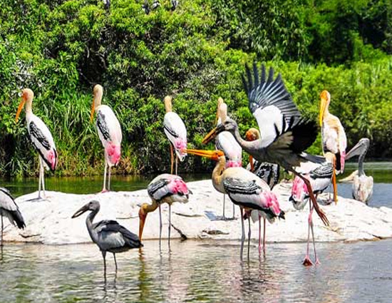 holidays,bird sanctuaries of india,bharatpur bird sanctuary rajasthan,sultanpur bird sanctuary haryana,salim ali bird sanctuary goa,kumarakom bird sanctuary kerala.ranganathittu bird sanctuary karnataka,vedanthangal bird sanctuary tamil nadu,kaundinya bird sanctuary andhra pradesh,chilka lake bird sanctuary orissa,mayani bird sanctuary maharashtra,nal sarovar bird sanctuary gujarat,india tourism
