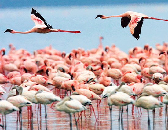 holidays,bird sanctuaries of india,bharatpur bird sanctuary rajasthan,sultanpur bird sanctuary haryana,salim ali bird sanctuary goa,kumarakom bird sanctuary kerala.ranganathittu bird sanctuary karnataka,vedanthangal bird sanctuary tamil nadu,kaundinya bird sanctuary andhra pradesh,chilka lake bird sanctuary orissa,mayani bird sanctuary maharashtra,nal sarovar bird sanctuary gujarat,india tourism