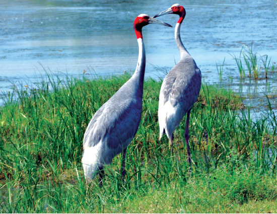 holidays,bird sanctuaries of india,bharatpur bird sanctuary rajasthan,sultanpur bird sanctuary haryana,salim ali bird sanctuary goa,kumarakom bird sanctuary kerala.ranganathittu bird sanctuary karnataka,vedanthangal bird sanctuary tamil nadu,kaundinya bird sanctuary andhra pradesh,chilka lake bird sanctuary orissa,mayani bird sanctuary maharashtra,nal sarovar bird sanctuary gujarat,india tourism