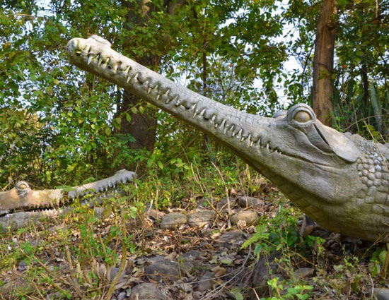 holidays,museums in india,shivalik fossil park museum himachal pradesh,india museum kolkata,rail museum delhi,international doll museum delhi,sudha cars museum hyderabad,kite museum ahmedabad,jawahar toy museum pondicherry,international museum day