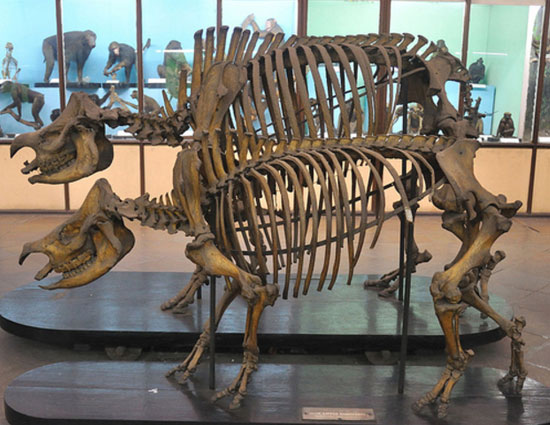 holidays,museums in india,shivalik fossil park museum himachal pradesh,india museum kolkata,rail museum delhi,international doll museum delhi,sudha cars museum hyderabad,kite museum ahmedabad,jawahar toy museum pondicherry,international museum day