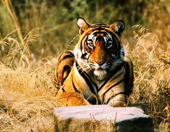 holidays,safari holidays,safari holidays in india,ranthambore national park rajasthan,jim corbett national park uttarakhand,kanha madhya pradesh,bandhavgarh madhya pradesh,nagarhole karnataka,sunderbans west bengal,pench madhya pradesh,gir national park gujarat