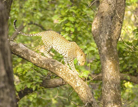 holidays,safari holidays,safari holidays in india,ranthambore national park rajasthan,jim corbett national park uttarakhand,kanha madhya pradesh,bandhavgarh madhya pradesh,nagarhole karnataka,sunderbans west bengal,pench madhya pradesh,gir national park gujarat