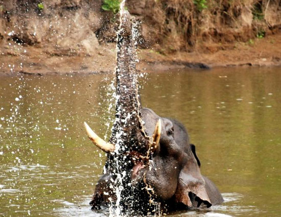 holidays,safari holidays,safari holidays in india,ranthambore national park rajasthan,jim corbett national park uttarakhand,kanha madhya pradesh,bandhavgarh madhya pradesh,nagarhole karnataka,sunderbans west bengal,pench madhya pradesh,gir national park gujarat