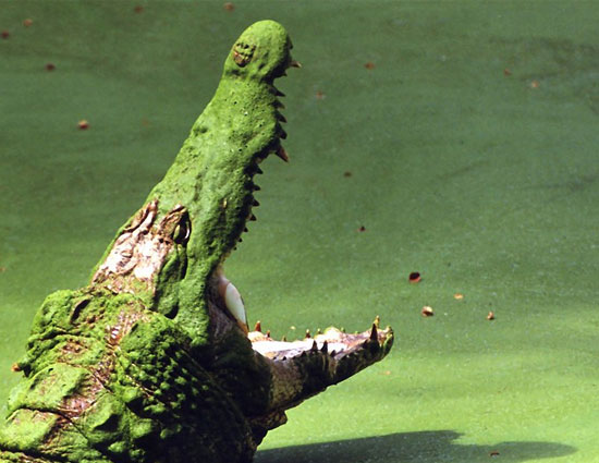 holidays,safari holidays,safari holidays in india,ranthambore national park rajasthan,jim corbett national park uttarakhand,kanha madhya pradesh,bandhavgarh madhya pradesh,nagarhole karnataka,sunderbans west bengal,pench madhya pradesh,gir national park gujarat