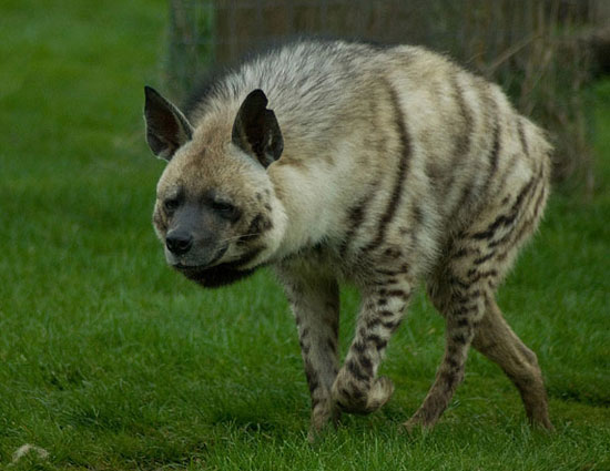 holidays,safari holidays,safari holidays in india,ranthambore national park rajasthan,jim corbett national park uttarakhand,kanha madhya pradesh,bandhavgarh madhya pradesh,nagarhole karnataka,sunderbans west bengal,pench madhya pradesh,gir national park gujarat