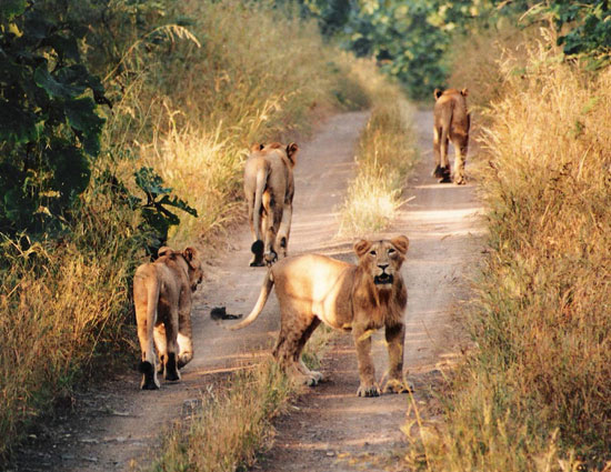 holidays,safari holidays,safari holidays in india,ranthambore national park rajasthan,jim corbett national park uttarakhand,kanha madhya pradesh,bandhavgarh madhya pradesh,nagarhole karnataka,sunderbans west bengal,pench madhya pradesh,gir national park gujarat