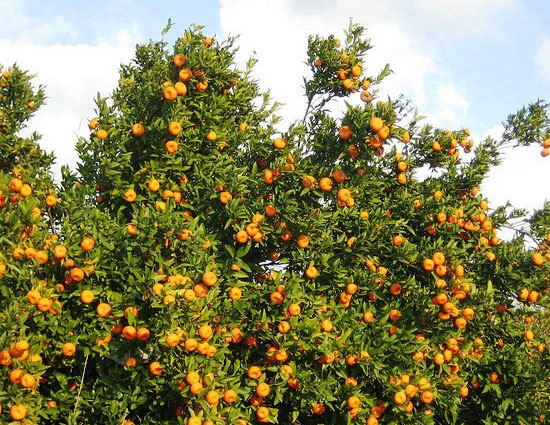 holidays,stunning cities in india,jodhpur rajasthan,jaipur rajasthan,udaipur rajasthan,nagpur maharashtra,jaisalmer rajasthan,amritsar punjab,gandhinagar gujarat,chandigarh punjab,cuttack odisha,kolkata west bengal