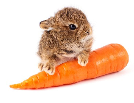 Health,Health tips,Almonds,foods to take care of eyes,carrot,leafy vegetables,fish,eggs,broccoli,wheat germ