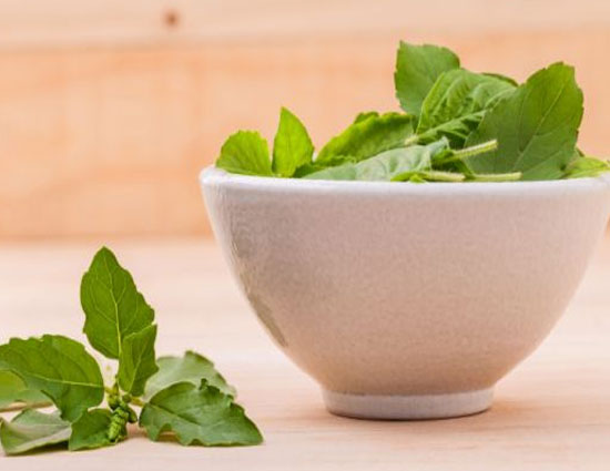 tips,astrology,vastu,a tulsi plant in home can tell about future